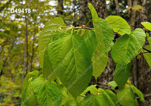 Basswood (Tilia americana)